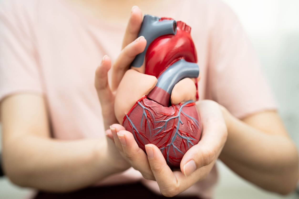 Una persona sujetando con sus manos un modelo de anatomía de un corazón.