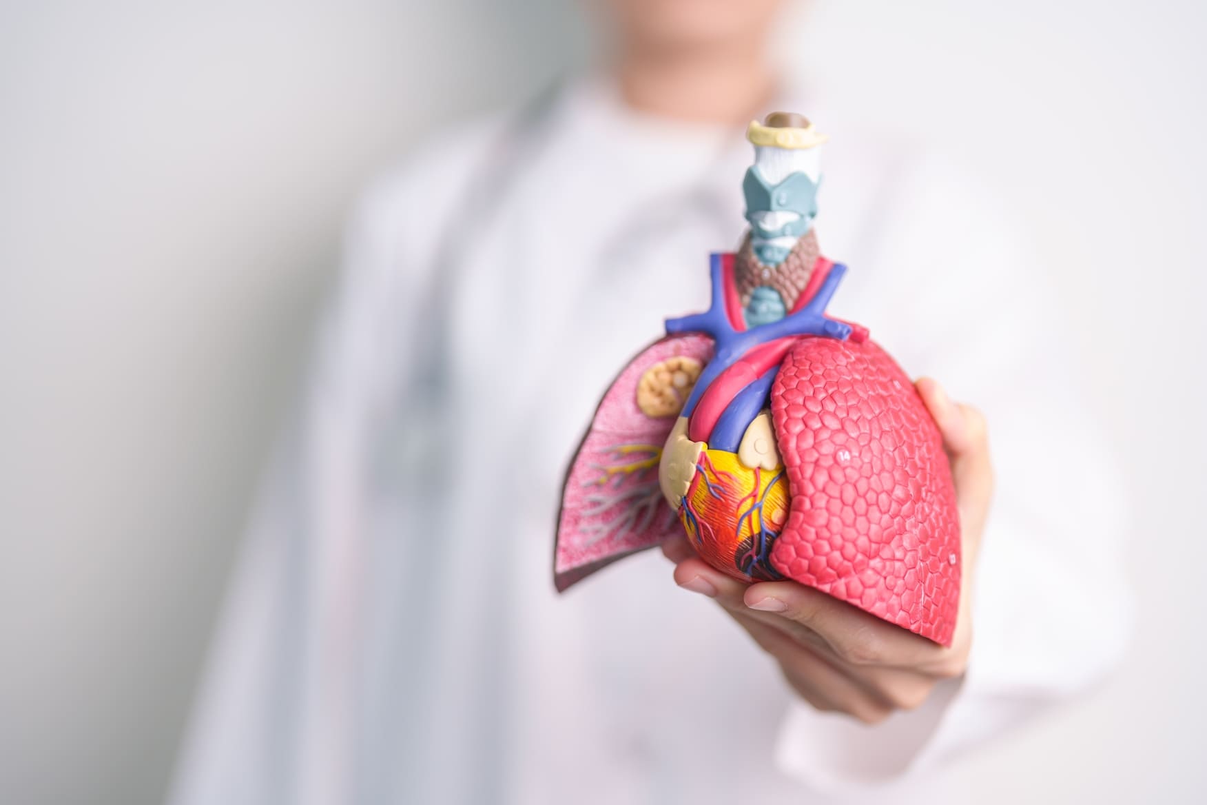 El sistema respiratorio en modelo 3D siendo sostenido por un personal de la salud.